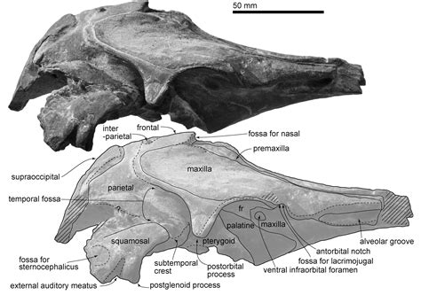 New ancient dolphin species Urkudelphis chawpipacha discovered in Ecuador