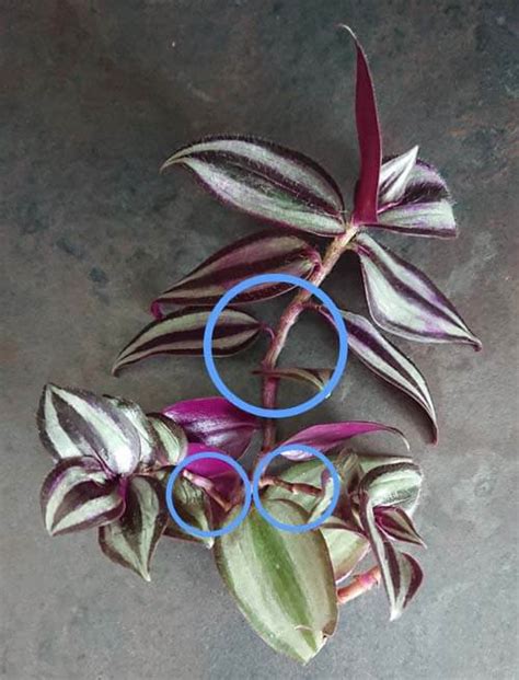 Wandering Jew Plant / Inch Plant (Tradescantia zebrina / Zebrina pendula) Guide | Our House Plants