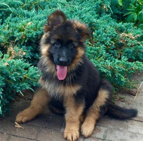 New Long Haired German Shepherd Puppy - German Shepherd Dog Forums