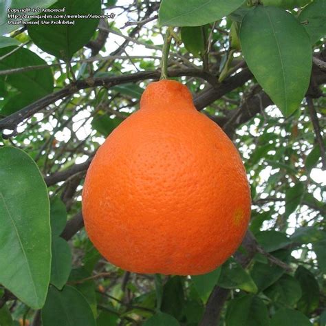 PlantFiles Pictures: Tangelo Tree 'Minneola' (Citrus x tangelo) by Xenomorf