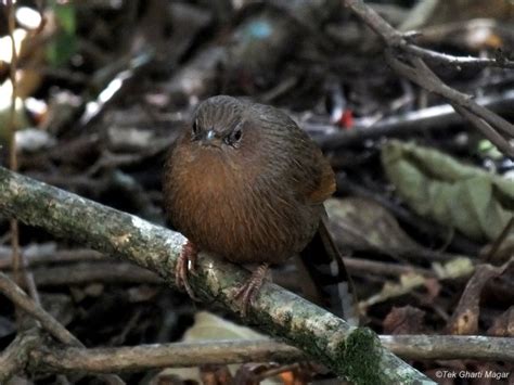 Langtang National Park - Birding Himalaya