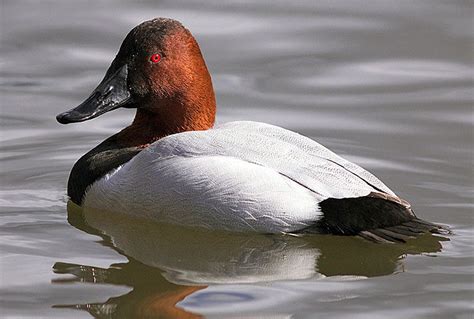 canvasback duck | Ducks & Geese | Pinterest