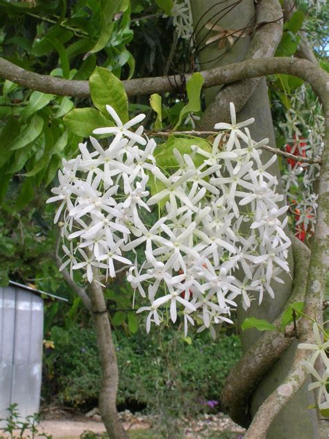 Petrea volubilis var. albiflora (White Queen's Wreath) - Richard Lyons Nursery, Inc.