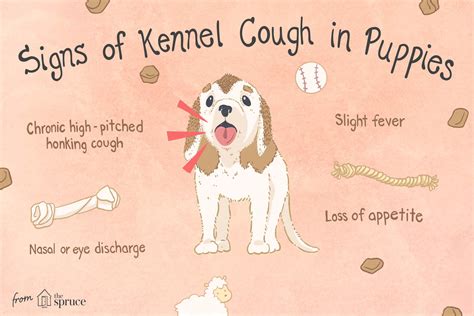 Kennel Cough in Dogs: Bordetella and Other Causes