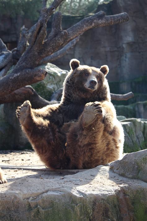 Free Images : wildlife, zoo, sitting, mammal, fauna, brown bear ...