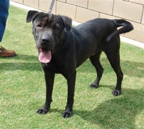 Adopt me: Lab-shar pei mix Champ – Orange County Register