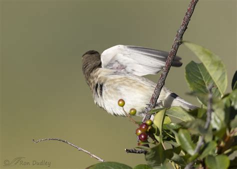 A Curious Juvenile Cedar Waxwing – Feathered Photography