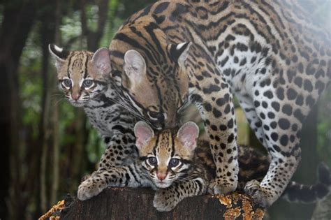 Ocelot Kittens Spotted at Greenville Zoo - ZooBorns