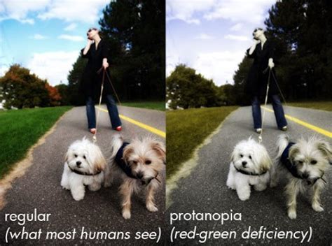 The World Through Your Dog's Eyes | HubPages