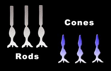 Achromatopsia.info - Blue Cone Monochromatism