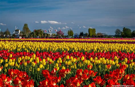 Colorful Blooms at Skagit Valley Tulip Festival