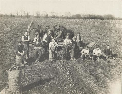 Potato harvesting; Clarke, W.J Oamaru New Zealand; unknown; 2002-1026-01688 on eHive