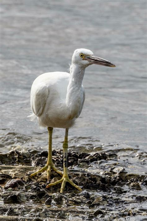 Eastern Reef Egret 25921521 Stock Photo at Vecteezy