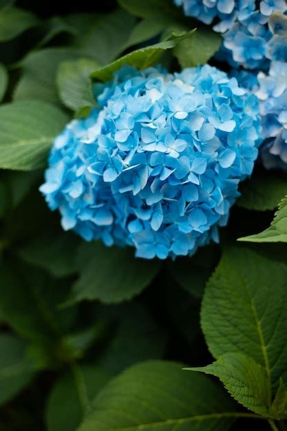 Premium Photo | Beautiful blue hydrangea in the garden