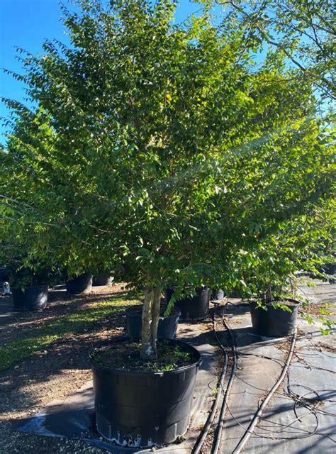 Calyptranthes Pallens (Spicewood) | Treeworld Wholesale