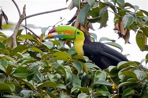 Tortuguero National Park | Sights & Attractions - Project Expedition