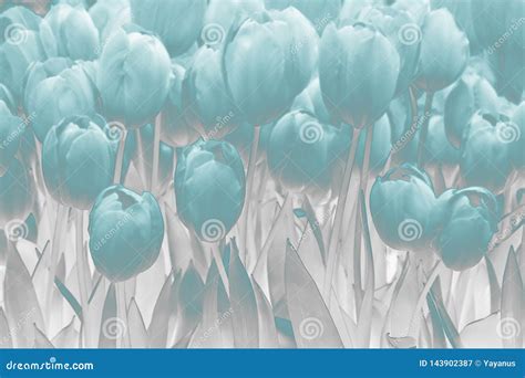 Tulips. Blue-gray Floral Background. Stock Image - Image of large, beauty: 143902387