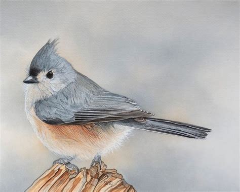 Tufted Titmouse Bird Print 8x10 of Watercolor Painting 8 by 10 - Etsy | Titmouse bird ...