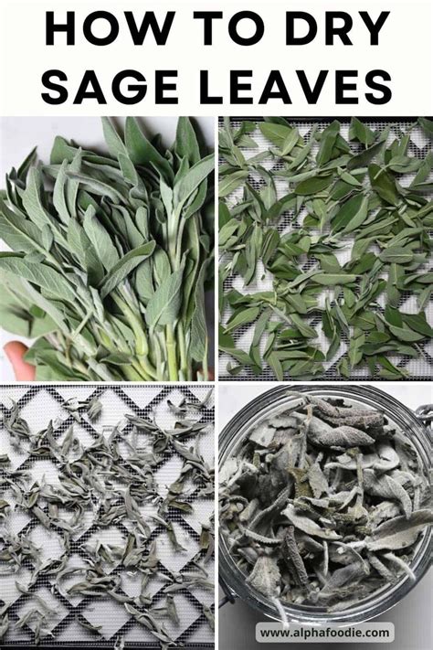 how to dry sage leaves in the kitchen