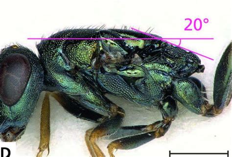 Twisted wasps: Two new unique parasitoid wasp species sting the heart ...