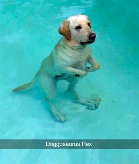 The 29 Funniest Dog Snapchats of All Time | Funny dog pictures, Dog snapchats, Funny dogs