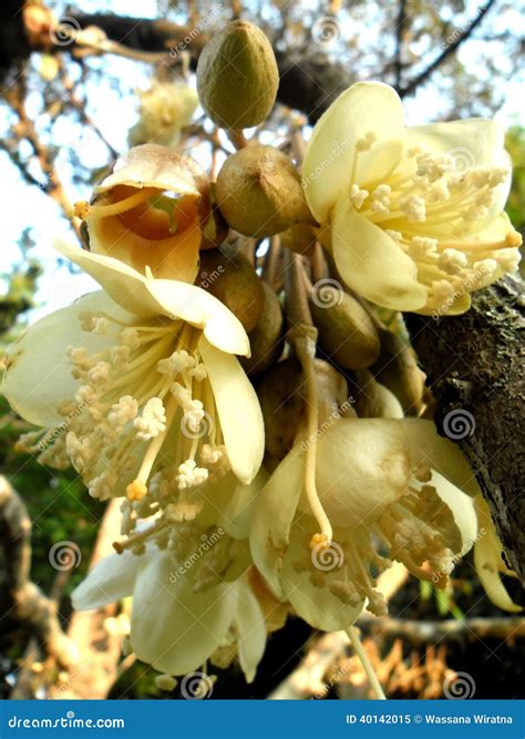 Durian flowers stock image. Image of leaves, thailand - 40142015