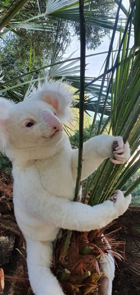 Custom Order White Albino Koala Bear Poseable Toy Realistic | Etsy