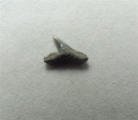 Fossil Rhizoprionodon sp. (Sharpnose) Shark Tooth Teeth for Sale. | Megalodon fossil shark teeth ...