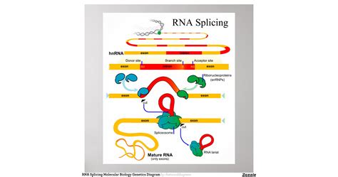 rna_splicing_molecular_biology_genetics_diagram_poster ...