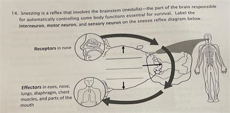 Solved 14. Sneezing is a reflex that involves the brainstem | Chegg.com