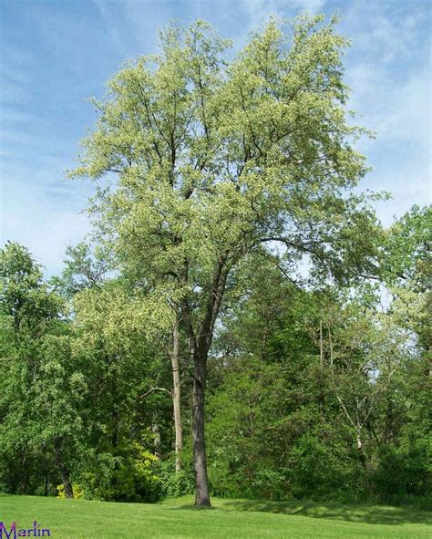 Black Cherry - Prunus serotina - North American Insects & Spiders