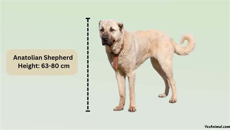 Anatolian Shepherd Size: How Big Are They Compared To Other?