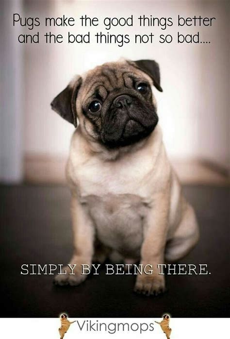 Pin by Regina on Cuties...Dogs & Cats | Pug quotes, Pugs funny, Pugs