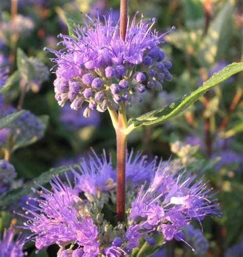 Dark Knight Blue Mist Shrub (Bluebeard) | Natorp's Online Plant Store