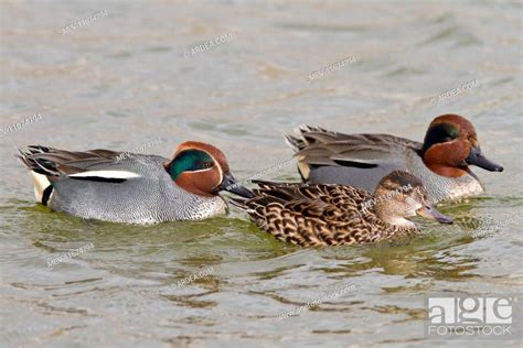 Common Teal two males and a female (Controlled Conditions), Stock Photo ...