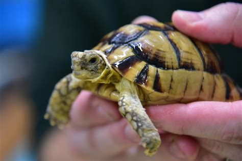 Egyptian Tortoise | The Maryland Zoo