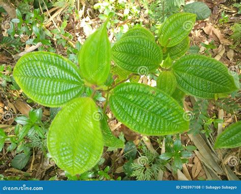 Closeup of Green Clidemia Hirta Plant Leaves in the Garden Stock Photo - Image of green ...