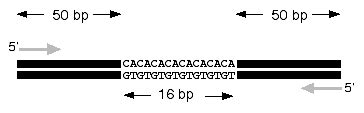 Microsatellite Marker Method - Genomics Course