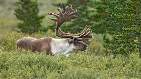 New Maps Show “Protected” Caribou Habitat Under Siege