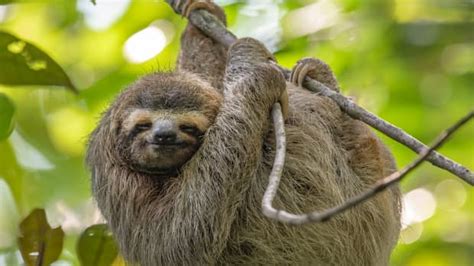 Video of Sloth Giving Caretaker 'Pets' Is So Sweet - PetHelpful News