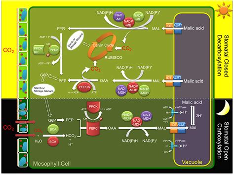 Frontiers | Laying the Foundation for Crassulacean Acid Metabolism (CAM) Biodesign: Expression ...