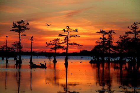 swamp at sunset | Change of scenery | Sunset canvas, Louisiana bayou ...