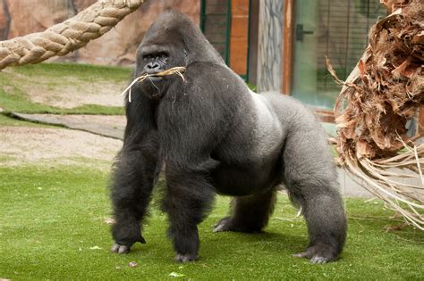 Download Animal Gorilla HD Wallpaper