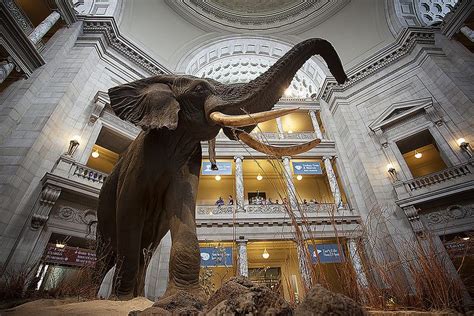 Smithsonian_Natural_History_Museum | Washington dc city, East coast road trip, Smithsonian