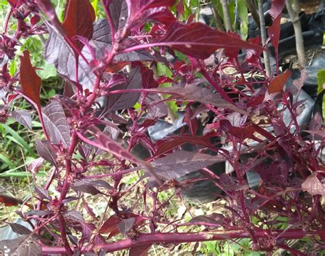 Red spinach, Amaranthus dubius Vegetable seeds Nursery Nisarga