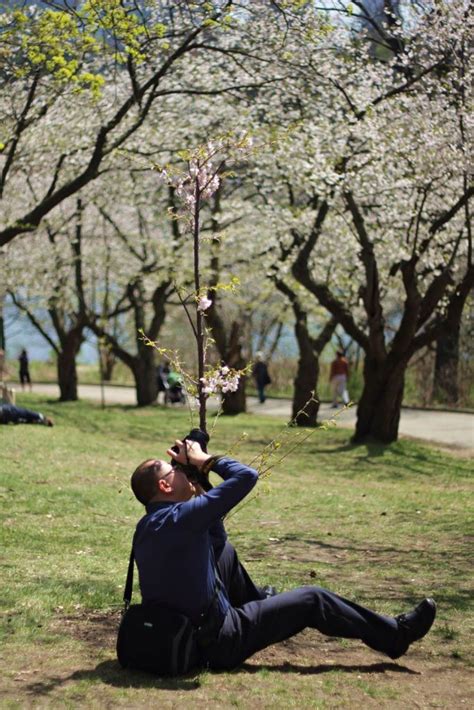 High Park Cherry Blossoms - SUSAN DRYSDALE