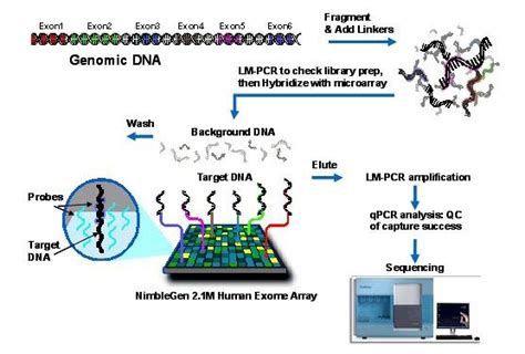 exome sequencing workflow | Download Scientific Diagram