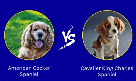 American Cocker Spaniel vs Cavalier King Charles Spaniel: What's the Difference? - AZ Animals