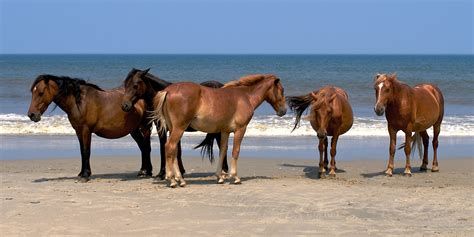 Meet The Wild Horses of Corolla: Into the Wild – The Carolinas Equestrian