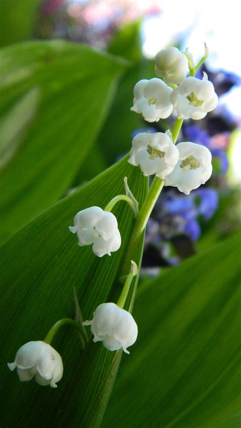 Lily Of The Valley White Flower - Free photo on Pixabay - Pixabay